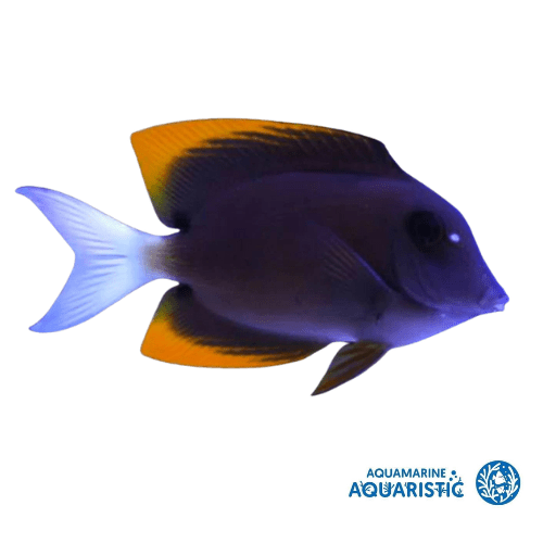 The Tomini Tang (Bristletooth Tang are not REEF SAFE) – Ctenochaetus tominiensis - Aquamarine Aquaristic