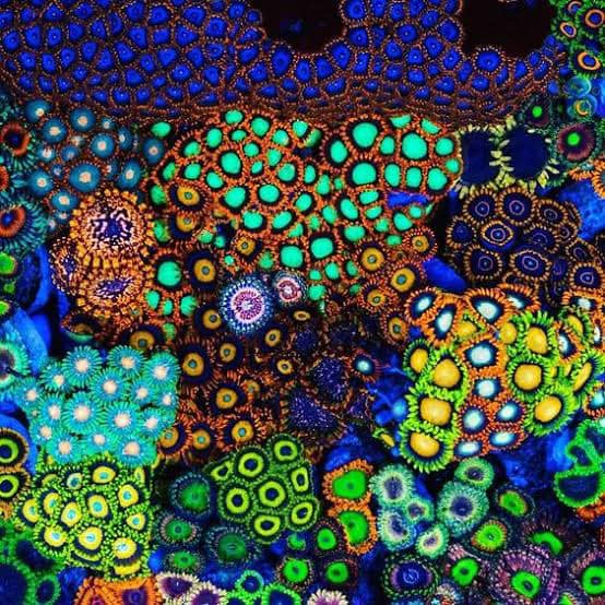The Zoanthids – The Colour Bomb Soft Coral (Beautiful, Fast Growing… and Not Without Risk) - Aquamarine Aquaristic