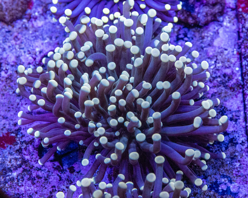 Torch Coral Care Guide (Euphyllia glabrescens) | LPS Coral Information - Reef Aquarium Tips - Aquamarine Aquaristic