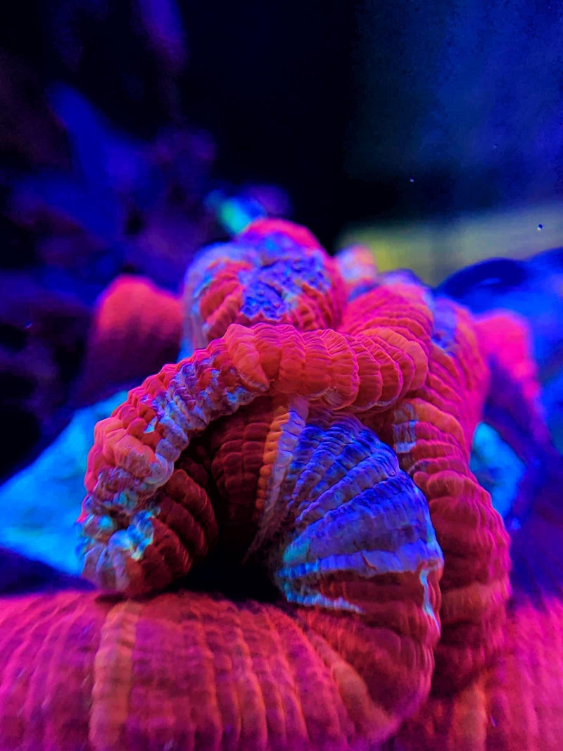 Trachyphyllia geoffroyi 💎 – Open Brain Coral Care Guide - Aquamarine Aquaristic