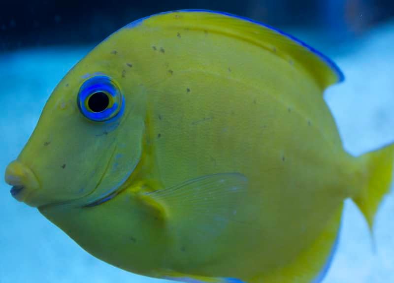 Understanding Black Ich in Marine Fish (Turbellarian Flatworms in Reef Aquariums) - Aquamarine Aquaristic