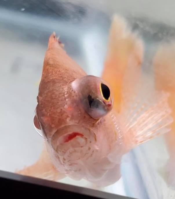 Understanding Eye Issues in Marine Fish – Cloudy Eyes, Flukes & Popeye Treatment Guide - Aquamarine Aquaristic