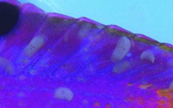 Understanding Flukes in Marine Fish – Identification, Life Cycle & Effective Treatment - Aquamarine Aquaristic