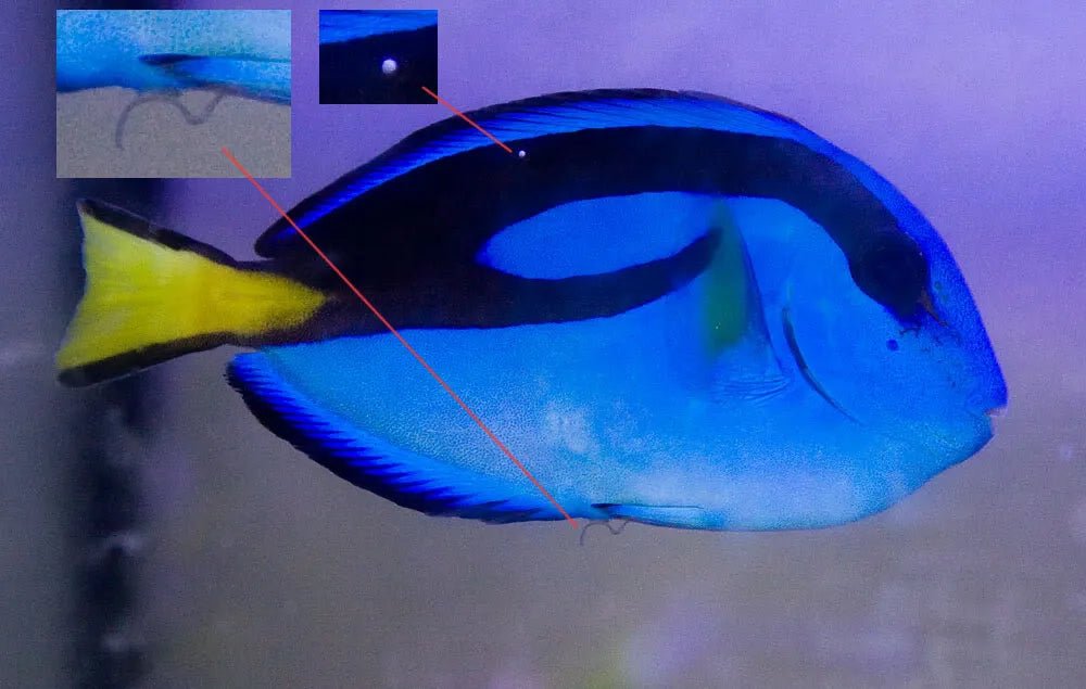 Understanding Internal Fish Health Issues 🐠 – Parasites, Infections & Treatment Guide - Aquamarine Aquaristic
