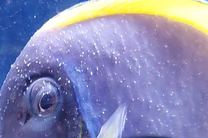 Understanding Marine Ich in a Reef Tank – Identification, Myths & Treatment - Aquamarine Aquaristic