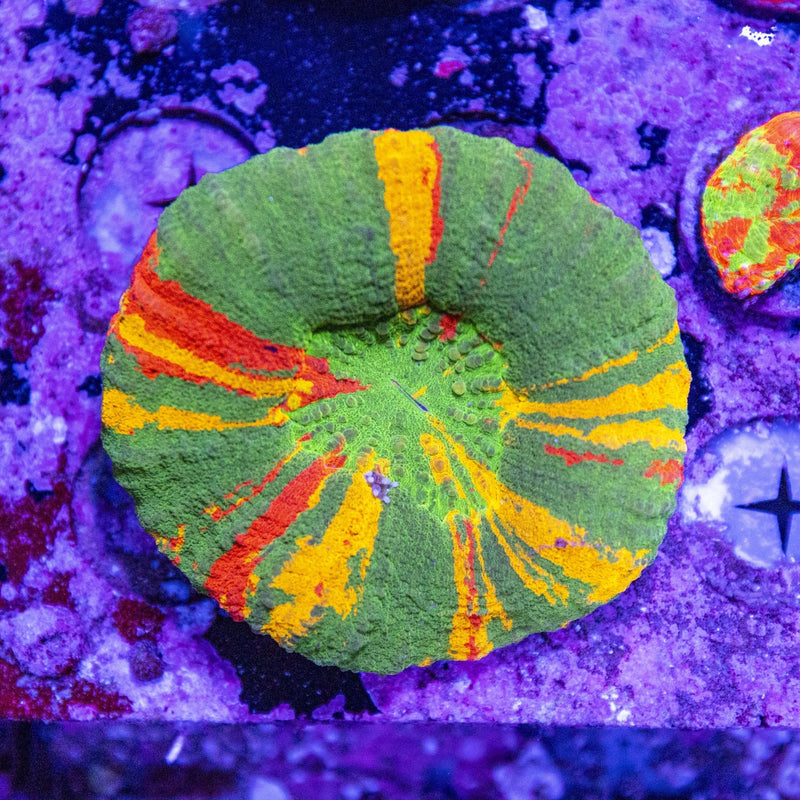 What Is WYSIWYG Coral? - Aquamarine Aquaristic