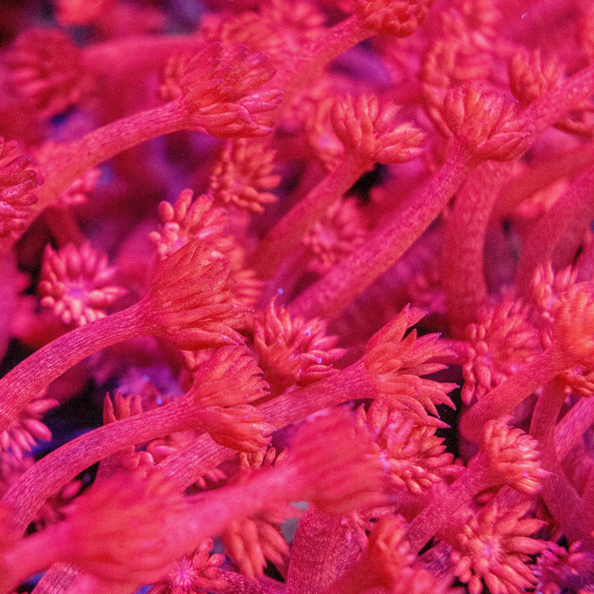 Why Is Goniopora So Hard to Care For? 🌸 (Flowerpot Coral) - Aquamarine Aquaristic