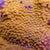 Cyphastrea