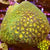Leptasrea