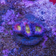 Acan