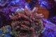Acropora