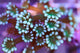 Alveopora
