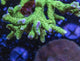 Anacropora