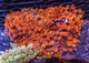 Anemones