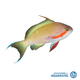 Anthias