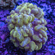 Bubble coral