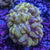 Bubble coral