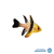 Cardinalfish