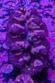 Clams