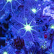Clove Polyp
