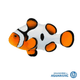 Clownfish
