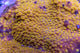 Cyphastrea