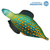 Filefish
