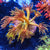 Goniopora