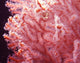 Gorgonian