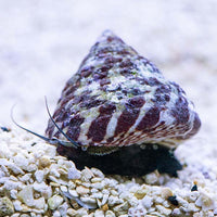 Invertebrates