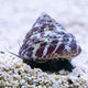 Invertebrates