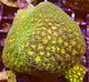 Leptasrea