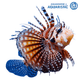 Lionfish & Stonefish