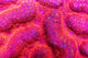 Lobophyllia