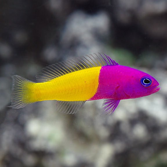 Marine Fish