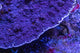 Montipora