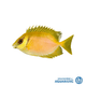 Rabbitfish