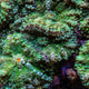 Ricordea Yuma Corals