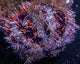 Sea Urchins