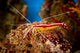 Shrimp