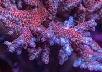 Signature Colonies