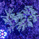 Singularia Coral