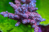 SPS