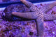 Starfish