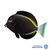 Tangs & Surgeonfish
