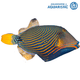 Triggerfish
