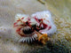 Worms