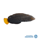 Wrasse