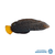 Wrasse
