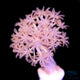 Xenia Corals